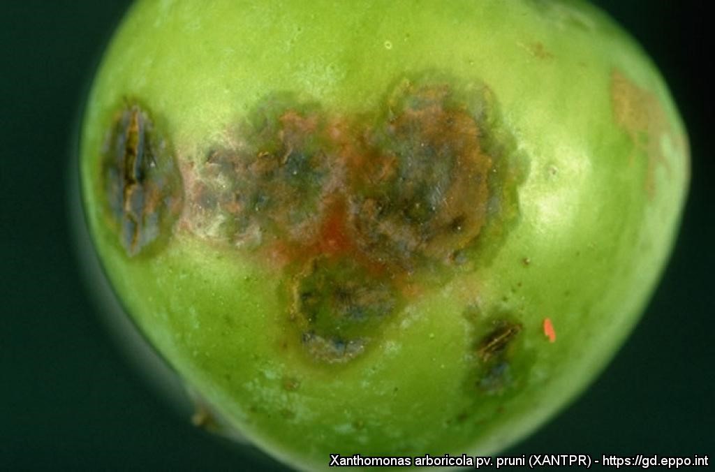 xanthomonas baktériumok